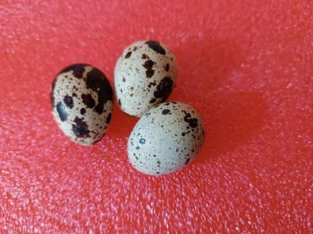 Násadová vejce – křepelka